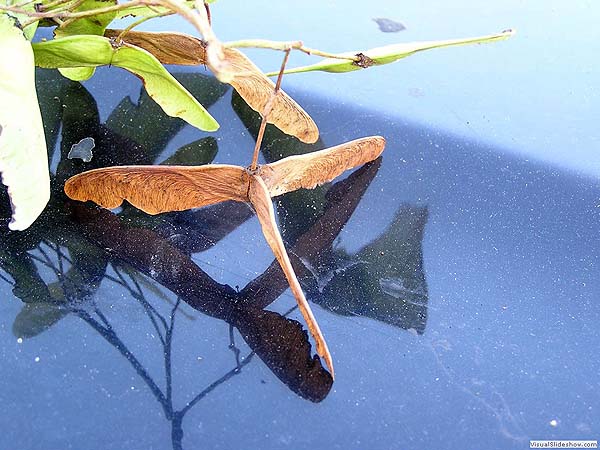 A Triple Wing Maple Seed: More Rare Than A Four-Leaf Clover!