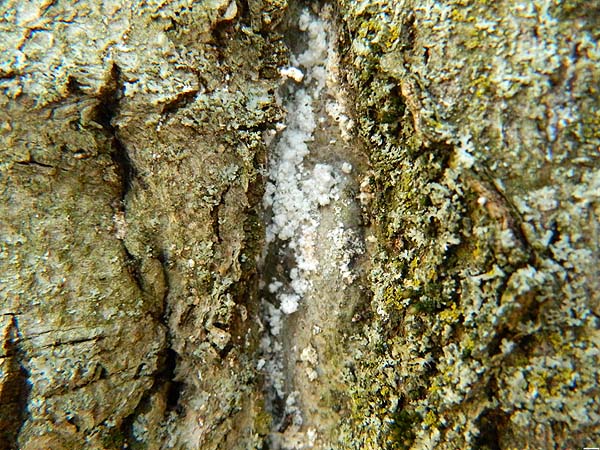 Beech Bark Scale