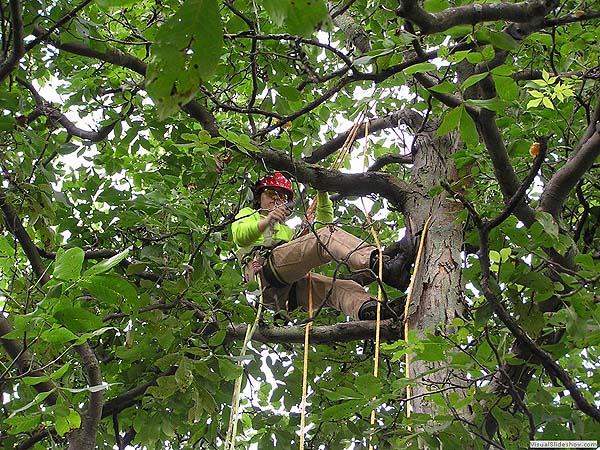 Aaron Climbing A Hickory<br/>