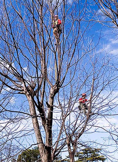 Pecan Restoration in North Carolina