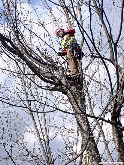 Pecan Restoration in North Carolina