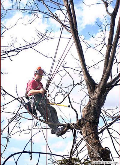 Pecan Restoration in North Carolina