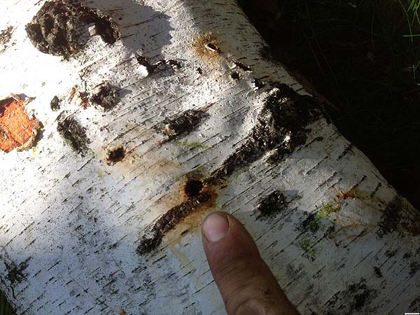 Birch Borer Galleries and Exit Holes<br/>