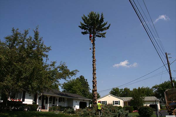 Vermont Palm Tree!