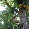 ? Hold On...I'm Coming ?<br/>Wyatt in Aerial Rescue Training