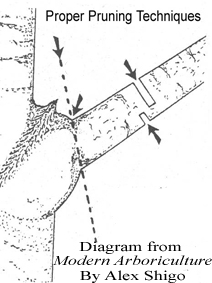 Proper Tree Pruning : Alex Shigo