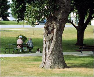 Trees Vermont: Hazard Tree