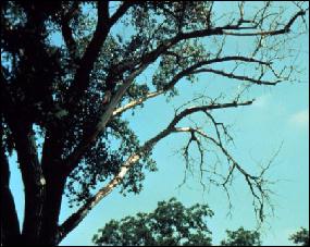 Tree Trimming Dead Branches